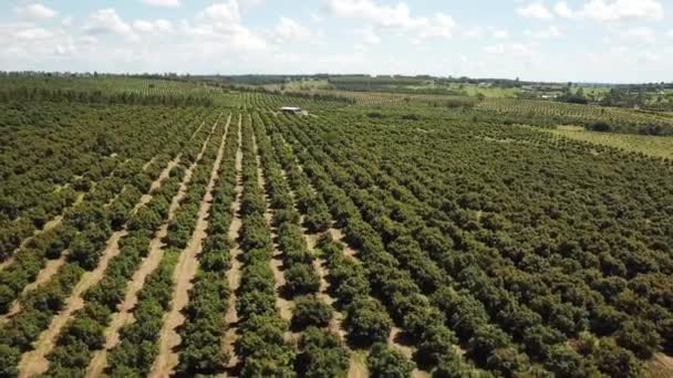 Vista Aérea Plantação Terra Agrícola Pomar Árvore Dia Ensolarado — Vídeo de Stock