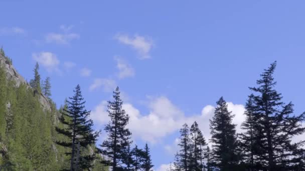Pine Trees Mountainous Landscape Blue Sky Background Soft Pan — Stock Video