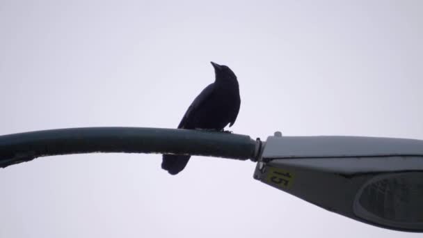 スローモーションで街中を飛ぶ黒い鳥 — ストック動画