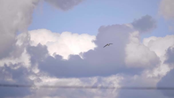 Отслеживание Полётов Птиц Городской Среде Slow Motion — стоковое видео