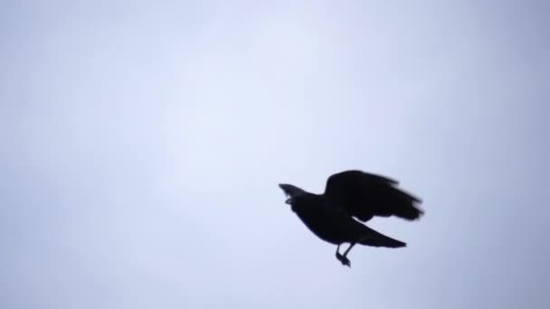 Burung Hitam Terbang Keluar Dari Fokus Pergerakan Lambat — Stok Video