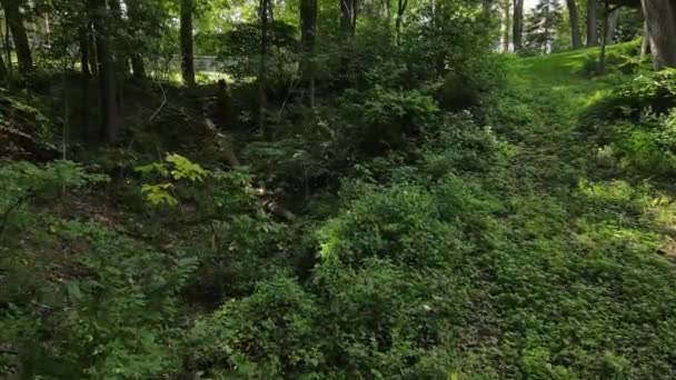 Pittoresca Lussureggiante Foresta Verde Che Conduce Drenaggio Del Tunnel Tunnel — Video Stock
