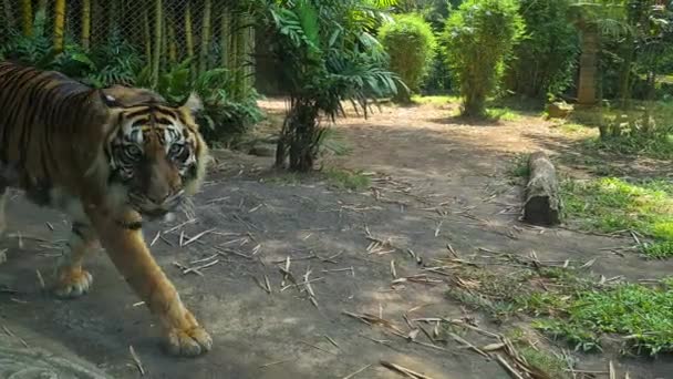 虎在玻璃后面行走 野生动物在自然保护区 — 图库视频影像