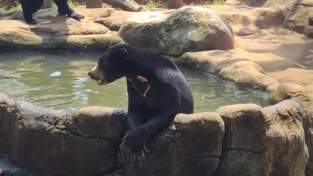Niedźwiedź Słoneczny Basenie Woda Gorący Słoneczny Dzień Dzikie Zwierzę Chronionym — Wideo stockowe