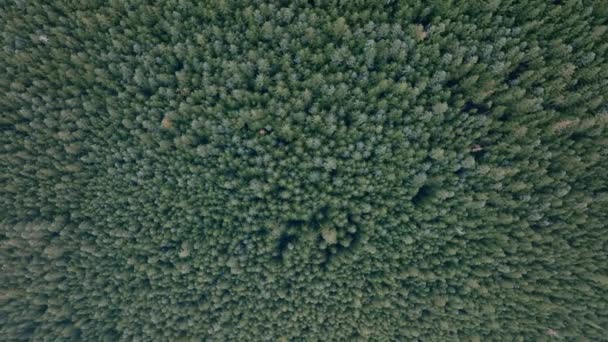 丘を登る常緑樹で満たされた森の空中映像の下の広いトップダウン — ストック動画
