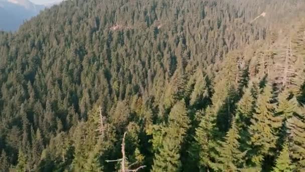 Съемки Воздуха Летящей Над Вечнозеленым Лесом Утром Каскадах Рядом Горой — стоковое видео