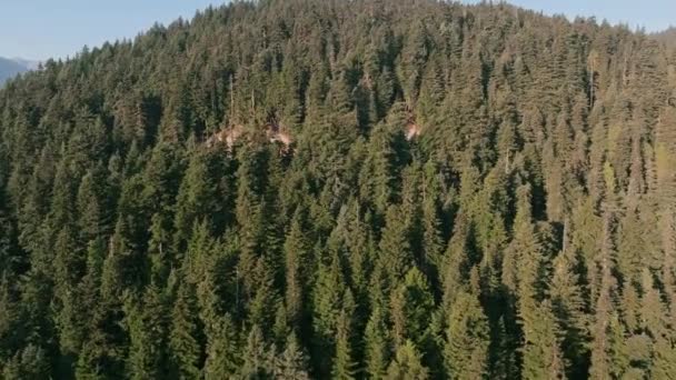 当天早晨 在雷尼尔山旁边的级联中 空中拍摄的镜头在常绿森林上空飞向山顶 — 图库视频影像