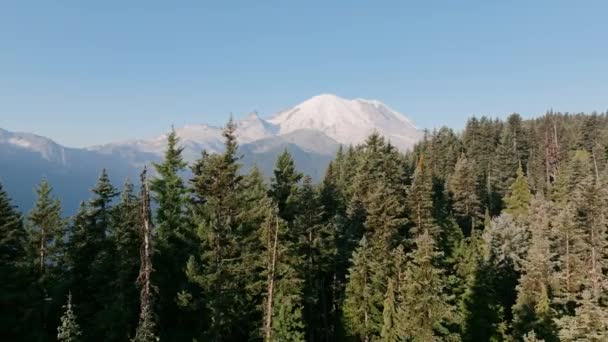 Imagini Aeriene Copaci Veșnic Verzi Prim Plan Muntele Rainier Fundal — Videoclip de stoc