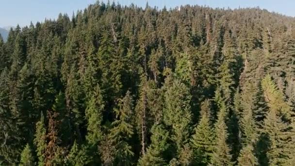 Luftaufnahmen Die Morgen Über Den Immergrünen Wald Zur Spitze Des — Stockvideo