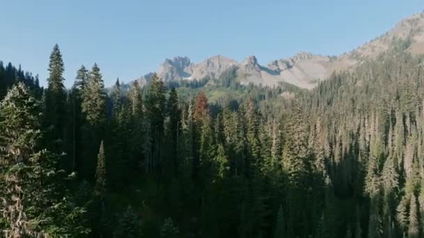 早上在华盛顿的喀斯喀特山脉 空中的镜头在松树旁飞舞 — 图库视频影像