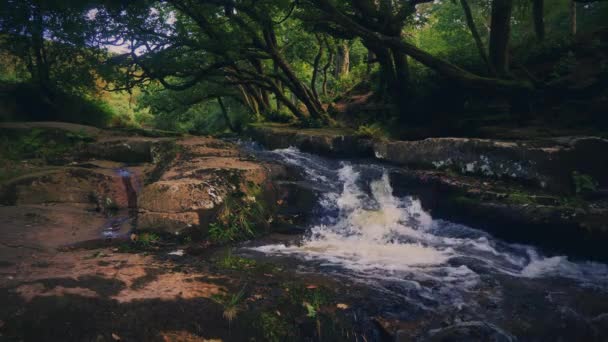 Piękny Mały Wodospad Pod Jakimś Starożytnym Lasem Nad Rzeką Avon — Wideo stockowe