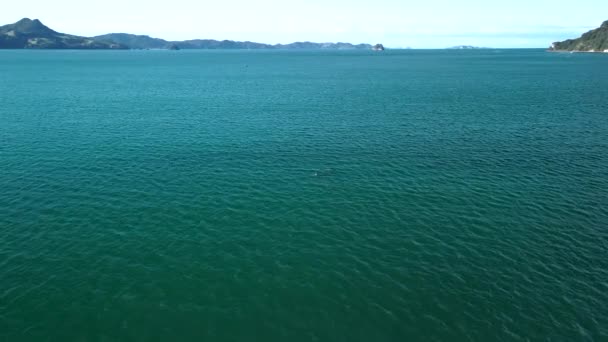 イルカが水面から飛び跳ねる — ストック動画