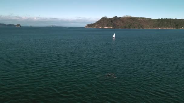 Imagens Drones Golfinhos Pulando Frente Iate Vela — Vídeo de Stock