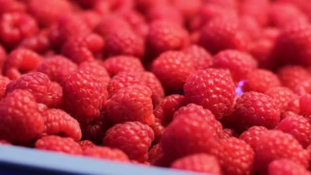 Zmeură Roşie Proaspătă Aproape Fructe Organice Sănătoase Conceptul Alimente — Videoclip de stoc