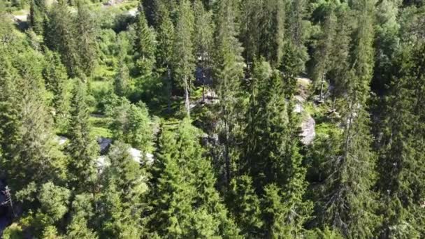 Voss Norveç Teki Tırmanma Parkını Gözler Önüne Seren Yüksek Ağaçların — Stok video