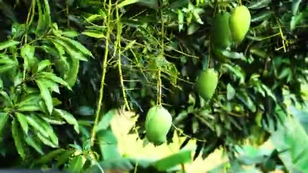 風に揺れる緑のマンゴーでマンゴーの木を閉じます — ストック動画