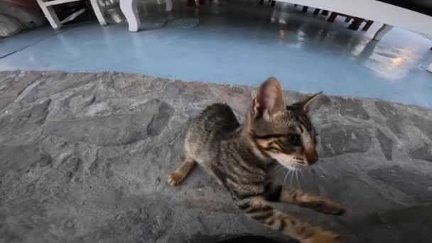 Dziki Ciekawy Kot Greckiej Restauracji Chce Się Bawić Turystą Ten — Wideo stockowe