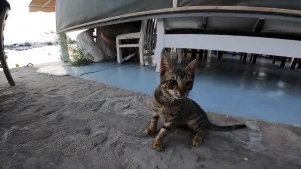 Turysta Bawi Się Dzikim Kotem Spokojnie Siedzącym Ziemi Osoba Głaszcze — Wideo stockowe