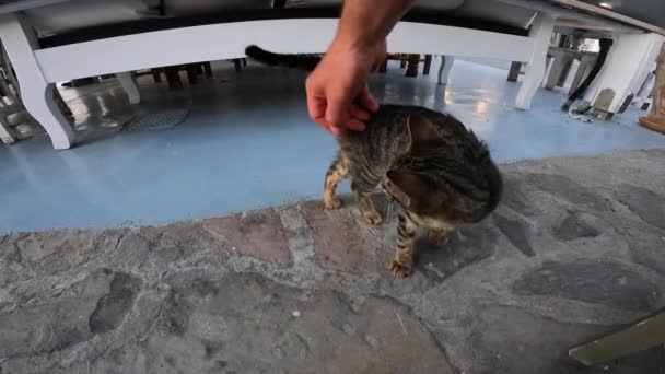Turista Brinca Com Gato Bonito Selvagem Restaurante Grego Este Está — Vídeo de Stock