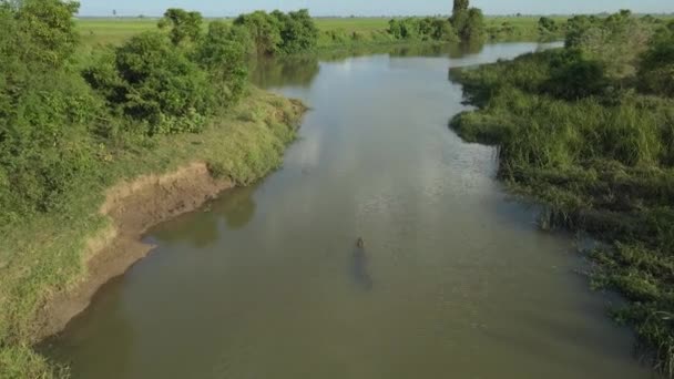 Aerial Drone Shot Large Crocodile Nadando Por Río Luego Desapareciendo — Vídeos de Stock