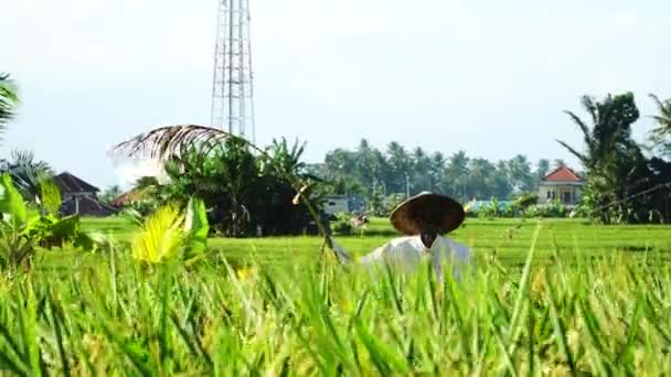 Rüzgârlı Bir Günde Bali Nin Yeşil Canlı Pirinç Tarlalarında Feneri — Stok video