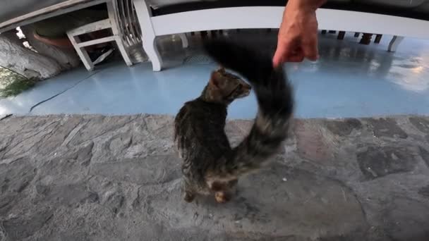 Eine Person Spielt Restaurant Mit Einer Griechischen Katze Neckt Sie — Stockvideo