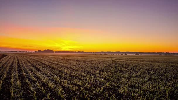 Zaman Hızı Günbatımı Alacakaranlık Ovası Tarım Alanının Üzerinde Açık Gökyüzü — Stok video