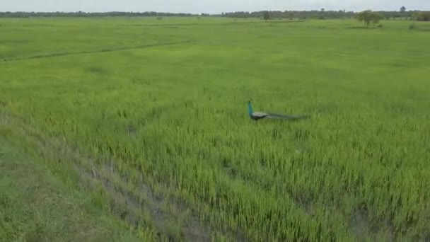 360 Повітряний Дрон Знятий Чудового Павича Рисовому Полі — стокове відео
