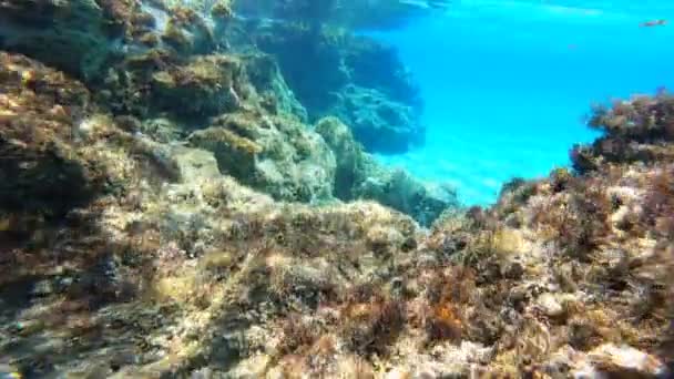 在希腊近岸的一个珊瑚的水下景观中 海藻随潮水和夏天的变化而移动 — 图库视频影像