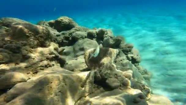 물총새 산호를 카메라 가작은 물고기를 다닌다 — 비디오