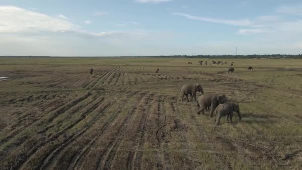 Aerial Drone Shot Circling Three Large Grey Elephants Grazing Farmland — Stock Video