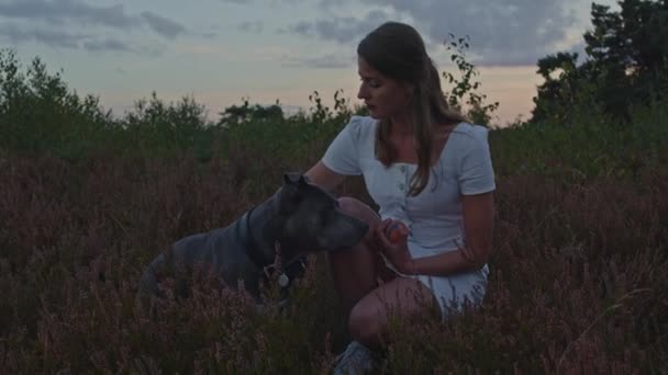 Amerikan Staffordshire Teriyeri Heather Tarlasında Diz Çökmüş Çekici Bir Kadının — Stok video