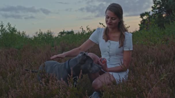 Jonge Vrouw Aaien Amerikaanse Staffordshire Terriër Terwijl Knielen Een Mooie — Stockvideo