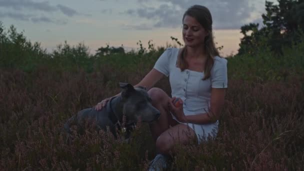 Amerikan Stafford Teriyeri Ile Çekici Bir Kadın Fundalıkta Diz Çöküp — Stok video