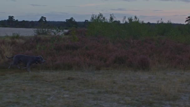 美国斯塔福德郡特瑞尔向黄昏时分站在田野里的一位年轻貌美的女士跑去 — 图库视频影像