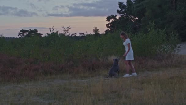 年轻的女人和她的狗站在石南田里抛球 美国斯塔福德的狗追着球跑 — 图库视频影像