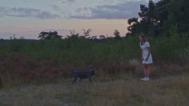 Mladá Žena Terénu Sobě Volá Amerického Stafordského Teriéra Pes Podpatky — Stock video