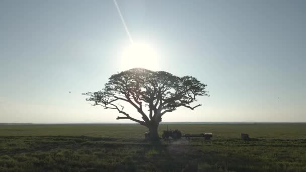 Όμορφη Κινηματογραφική Εναέριο Drone Shot Ανίχνευση Από Lone Tree Και — Αρχείο Βίντεο