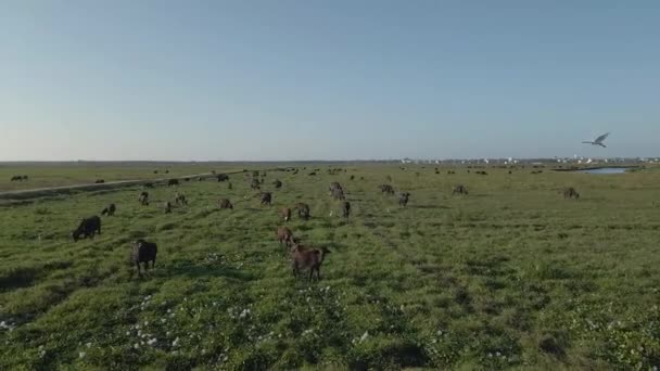 360 Drone Aérea Tiro Vacas Marrons Enlouquecendo Belo Prado Verde — Vídeo de Stock