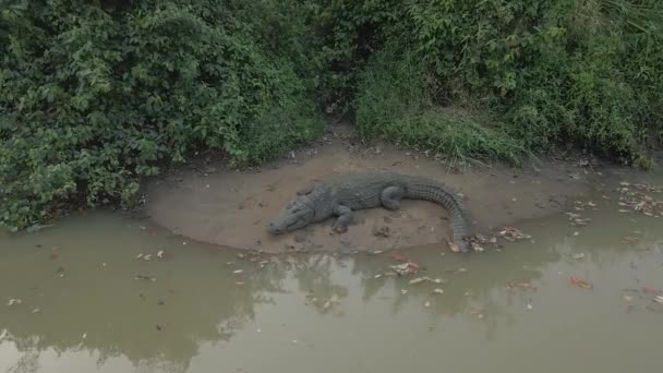 Close Aerial Drone Shot Huge Crocodile Resting River Bank Sri — Stok Video