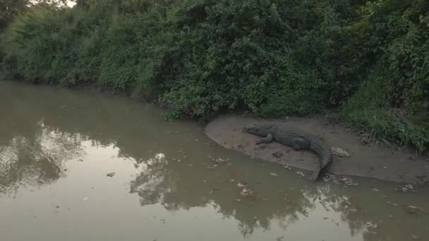 Μετακίνηση Drone Shot Του Τεράστιου Κροκόδειλου Μιας Όχθης Του Ποταμού — Αρχείο Βίντεο