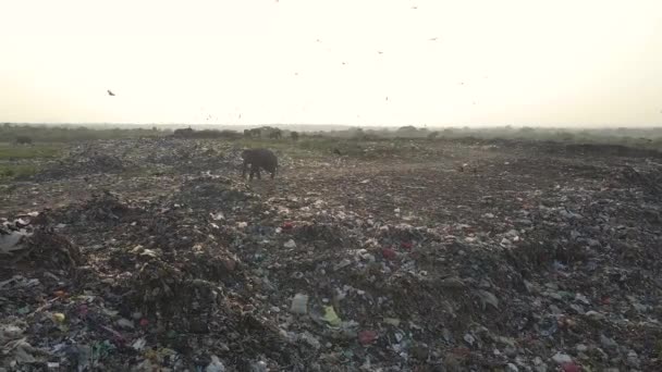 インドでゴミを食べる象の空中ドローンショット — ストック動画