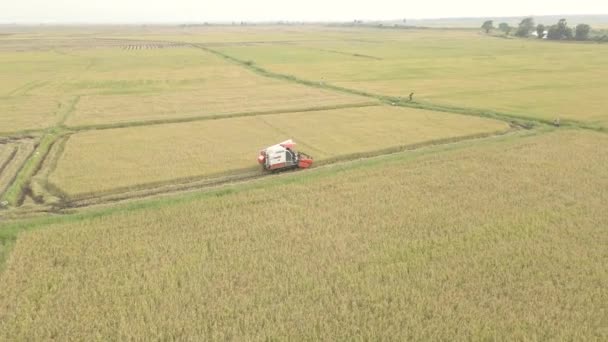 Aerial Drone Shot Paddy Rice Farm Harvest Combine Harvester Sri — Vídeos de Stock