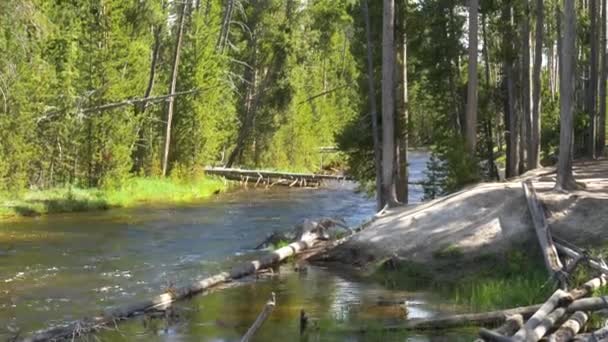 Rivière Calme Coulant Travers Forêt Verte Été — Video