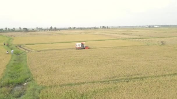 Аэродрон Сбивший Урожай Риса Падди Шри Ланке — стоковое видео