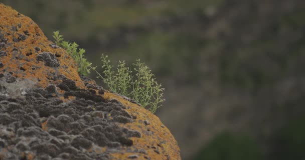 Muffa Arancione Licheni Scala Che Crescono Sulle Rocce Fuoco Selettivo — Video Stock