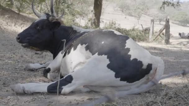 奶牛用尾巴在树阴下保持凉爽 胃痉挛了 60Fps — 图库视频影像