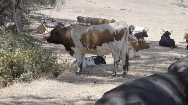 Una Vaca Macho Para Delante Sus Crías Para Proteger Fps — Vídeos de Stock