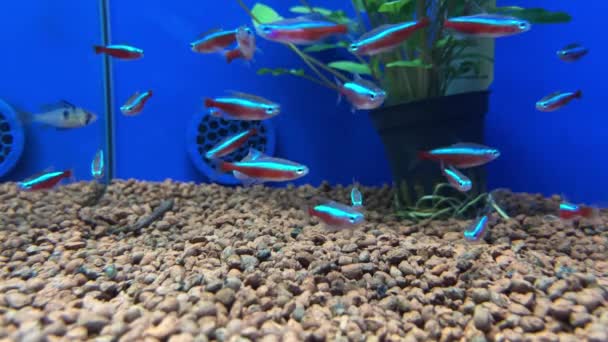 青い背景を持つ店の水族館で多くの銀の先端テトラ魚スローモーション — ストック動画