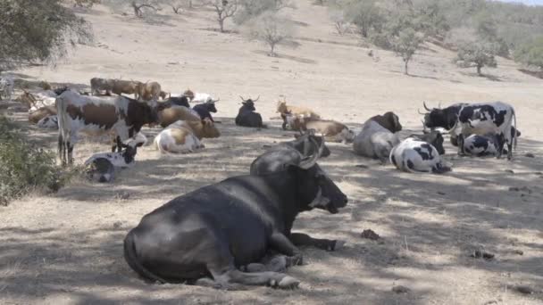 Samiec Krowy Porusza Młode Cielęta Chronić Podczas Gdy Inne Krowy — Wideo stockowe